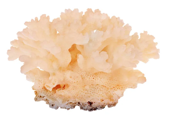 Светло Оранжевый Коралл Изолирован Белом Фоне — стоковое фото
