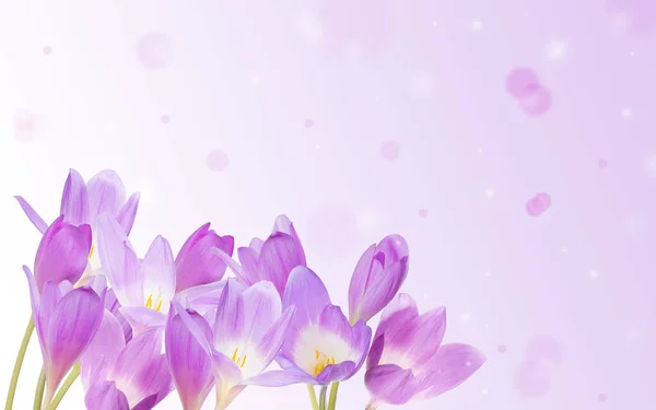 Flores Cocodrilo Púrpura Claro Sobre Fondo Lila —  Fotos de Stock