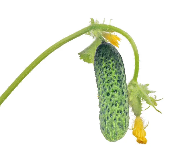 Pepino Verde Con Hojas Flores Amarillas Aisladas Sobre Fondo Blanco —  Fotos de Stock