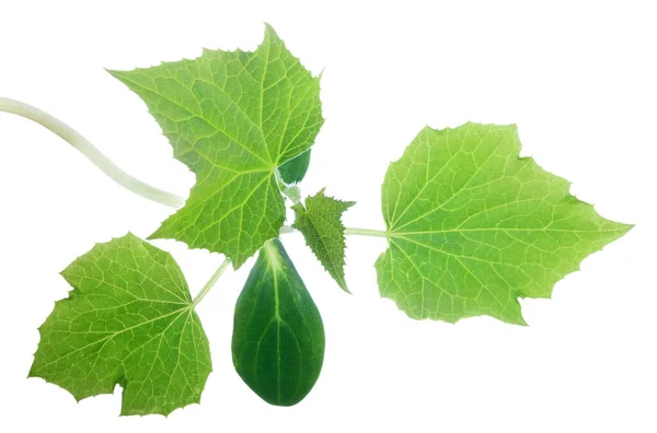 Okurka Zelená Rostlina Izolované Bílém Pozadí — Stock fotografie