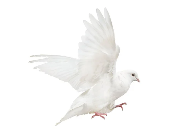 Foto Der Fliegenden Taube Isoliert Auf Weißem Hintergrund — Stockfoto