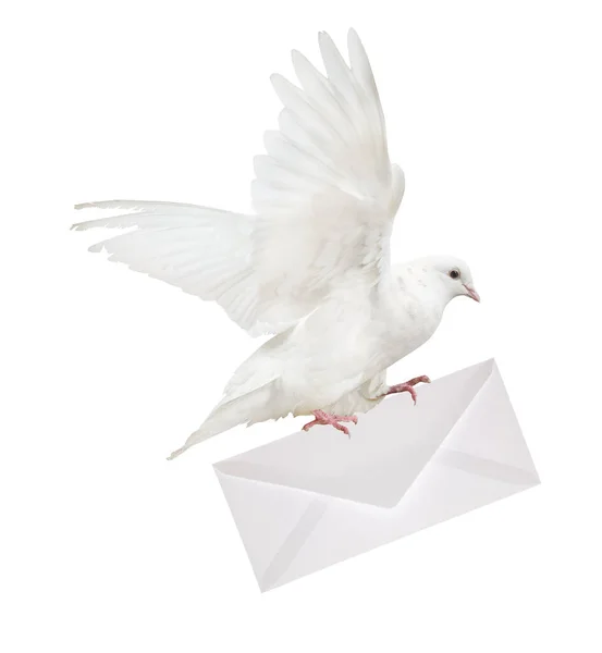 白い背景に隔離された封筒を持って鳩は — ストック写真