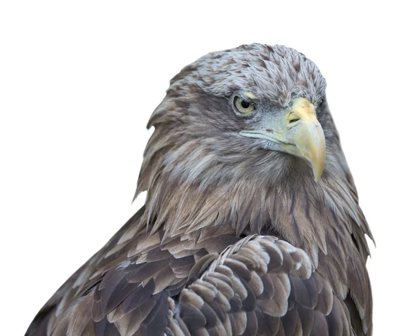 Retrato Águila Aislado Sobre Fondo Blanco —  Fotos de Stock