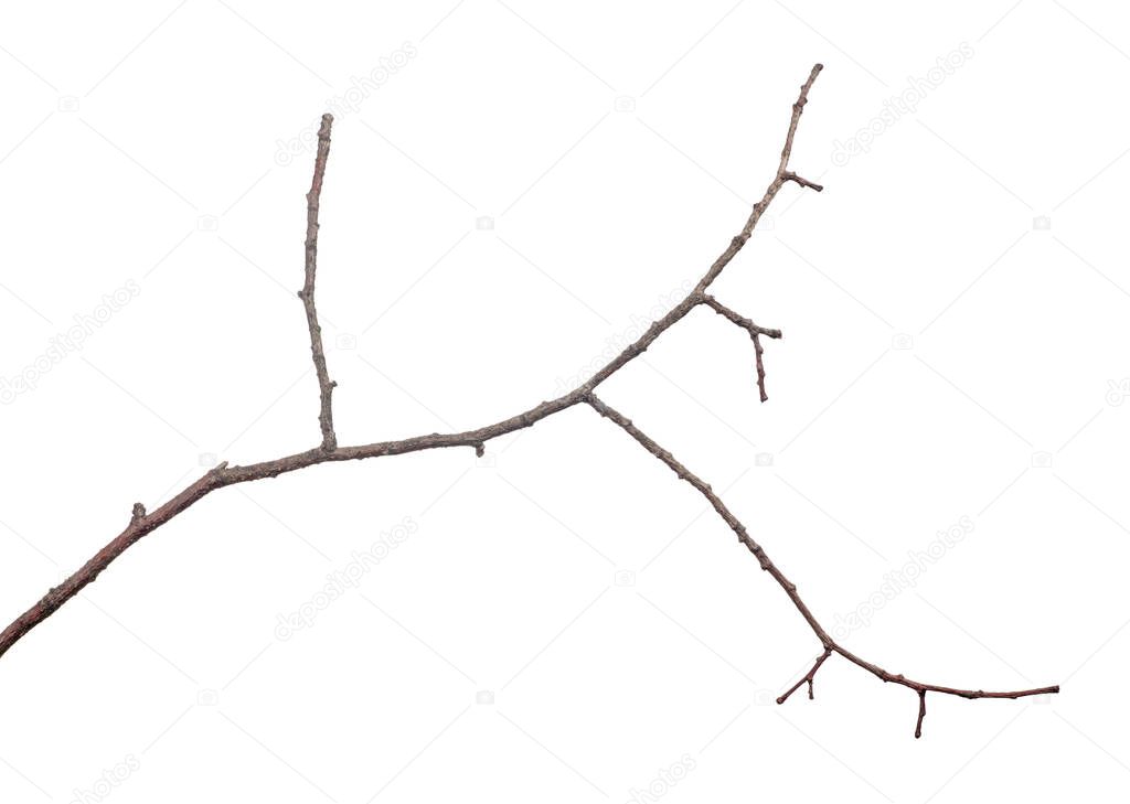 small bare tree branch isolated on white background