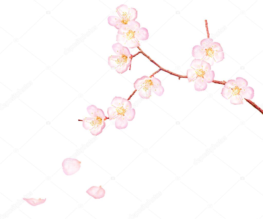 cherry tree flowers isolated on white background