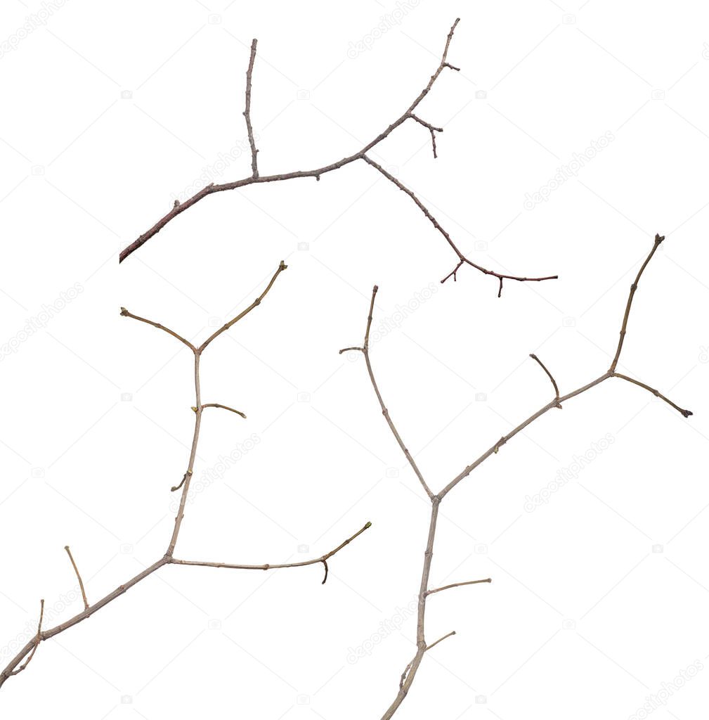 small bare tree branches isolated on white background