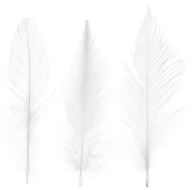 Beyaz arkaplanda üç saf tüy var.