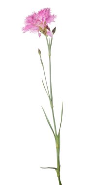 Beyaz arkaplanda izole edilmiş pembe çiçek