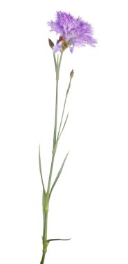 Beyaz arkaplanda yalıtılmış leylak çiçeği