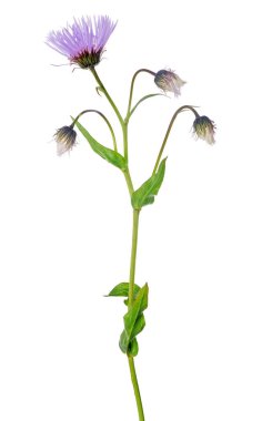 Beyaz arkaplanda yalıtılmış leylak küçük çiçek