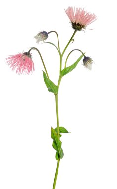 Beyaz arkaplanda izole edilmiş kırmızı küçük çiçek