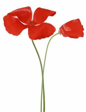 Beyaz arkaplanda izole edilmiş iki parlak kırmızı çiçek