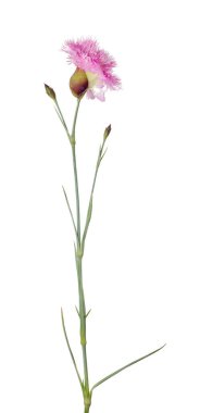 Beyaz arkaplanda izole edilmiş pembe çiçek