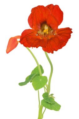 Beyaz arkaplanda izole kırmızı nasturtium çiçeği
