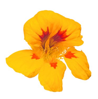 Beyaz arka planda izole edilmiş parlak kırmızı ve sarı nasturtium çiçeği