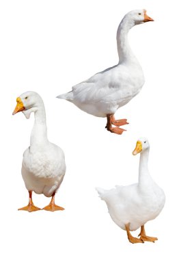 three light gooses isolated on white background clipart