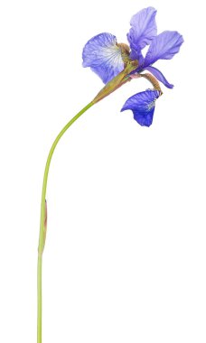 Beyaz arkaplanda izole edilmiş mavi iris çiçeği