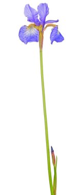 Beyaz arkaplanda izole edilmiş mavi iris çiçeği