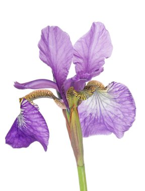 Beyaz arkaplanda yalıtılmış leylak zambağı çiçeği