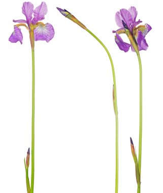 Beyaz arkaplanda yalıtılmış leylak zambakları.