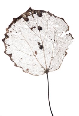 Beyaz arkaplanda izole edilmiş eski kahverengi yaprak