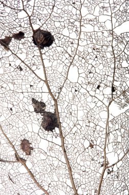 Beyaz arkaplanda izole edilmiş eski kahverengi yaprak dokusu