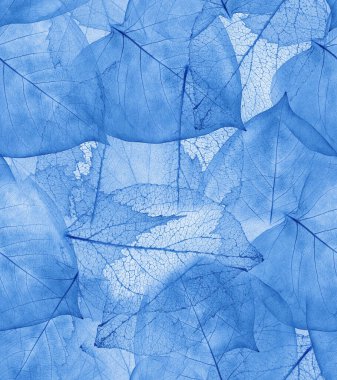 Beyaz arkaplanda mavi yapraklar