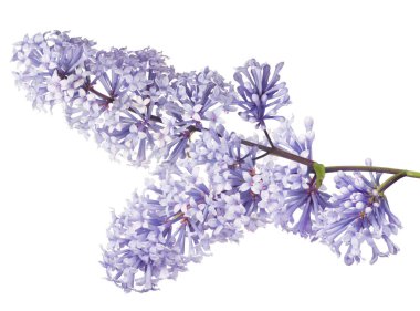 Beyaz arkaplanda hafif leylak çiçekleri