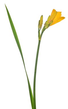 Beyaz arkaplanda izole edilmiş sarı zambak çiçeği