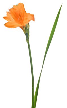 turuncu zambak çiçeği beyaz arkaplanda izole