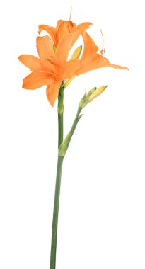 turuncu zambak çiçeği beyaz arkaplanda izole