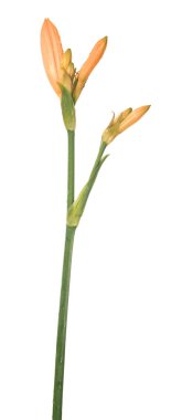 turuncu zambak çiçeği beyaz arkaplanda izole
