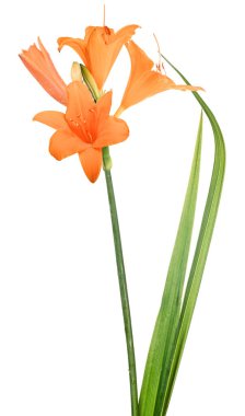 turuncu zambak çiçeği beyaz arkaplanda izole