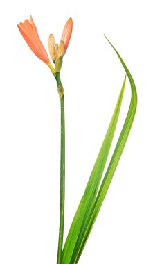 turuncu zambak çiçeği beyaz arkaplanda izole