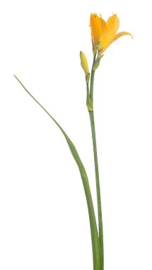 Beyaz arkaplanda izole edilmiş sarı zambak çiçeği