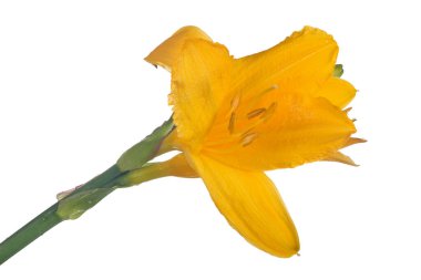 Beyaz arkaplanda izole edilmiş sarı zambak çiçeği