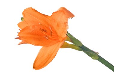 turuncu zambak çiçeği beyaz arkaplanda izole