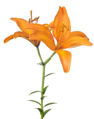 turuncu zambak çiçeği beyaz arkaplanda izole