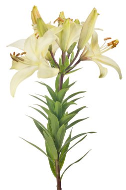 Beyaz arkaplanda izole edilmiş zambak çiçeği