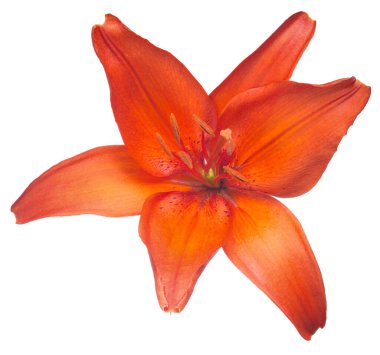 Beyaz arkaplanda izole edilmiş kırmızı zambak çiçeği