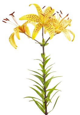 Beyaz arkaplanda izole edilmiş sarı zambak çiçeği