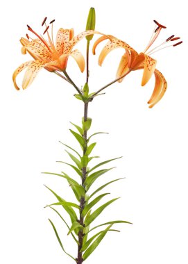 turuncu zambak çiçeği beyaz arkaplanda izole