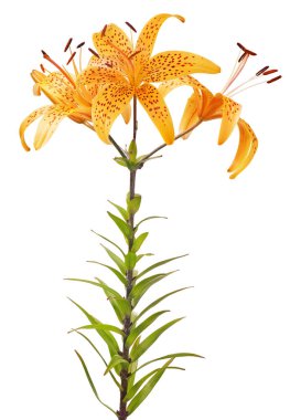 turuncu zambak çiçeği beyaz arkaplanda izole