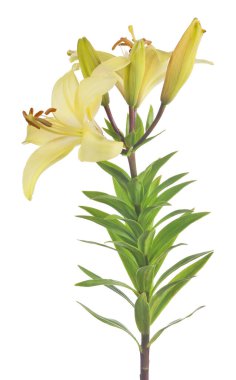 Beyaz arkaplanda izole edilmiş zambak çiçeği