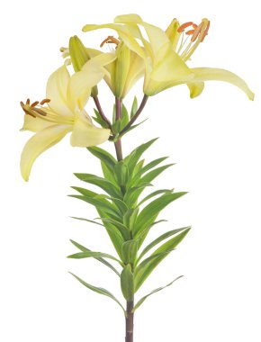 Beyaz arkaplanda izole edilmiş zambak çiçeği