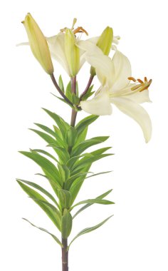 Beyaz arkaplanda izole edilmiş zambak çiçeği