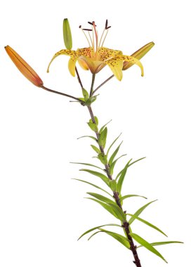 Beyaz arkaplanda izole edilmiş sarı zambak çiçeği