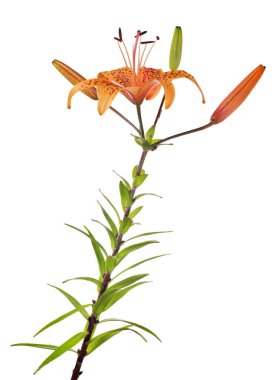 turuncu zambak çiçeği beyaz arkaplanda izole