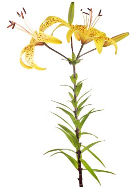 Beyaz arkaplanda izole edilmiş sarı zambak çiçeği