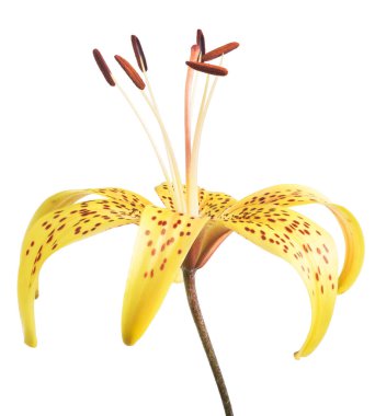 Sarı benekli zambak çiçeği beyaz arka planda izole